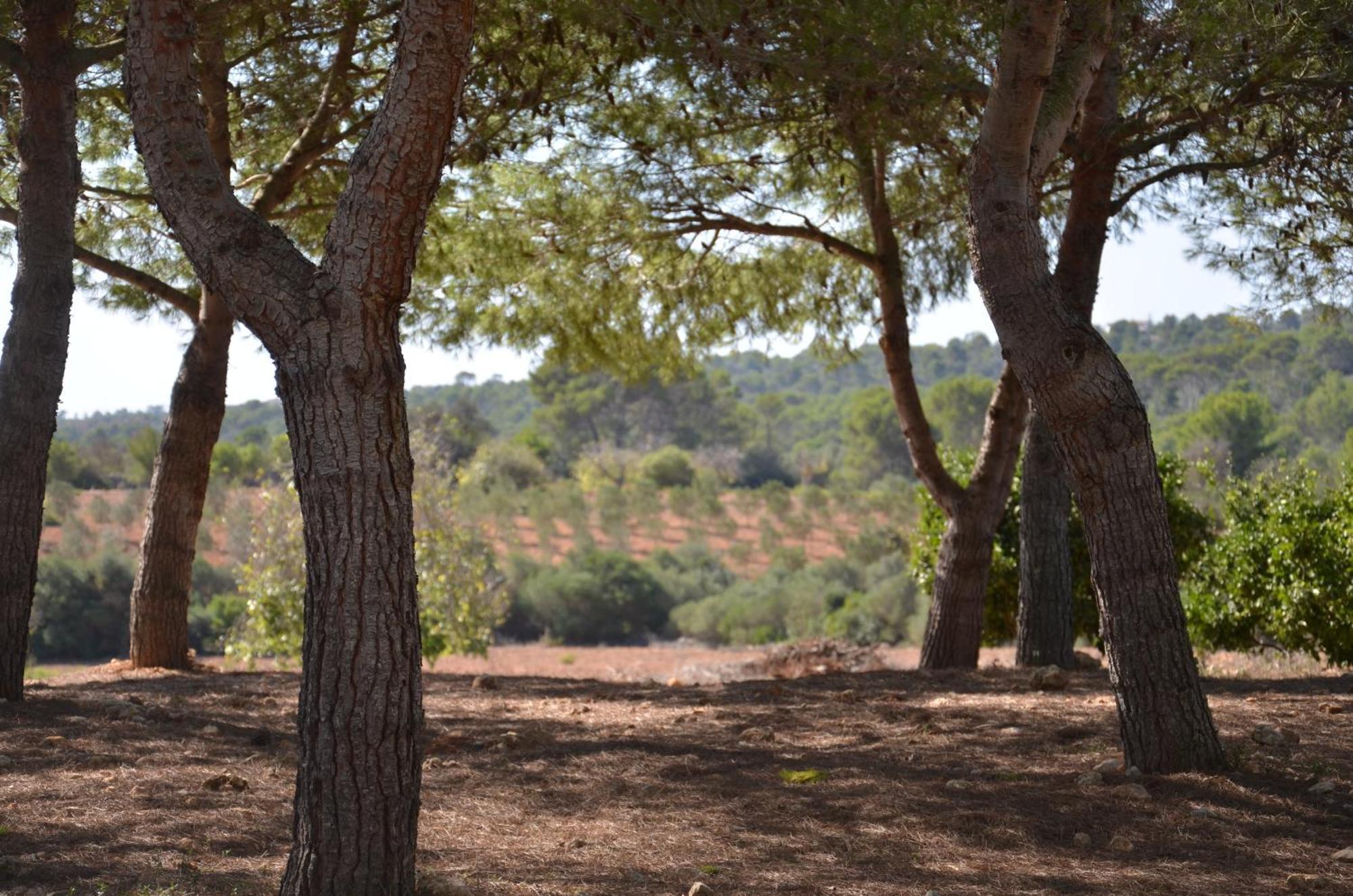 Finca Son Blat Porto Cristo Εξωτερικό φωτογραφία